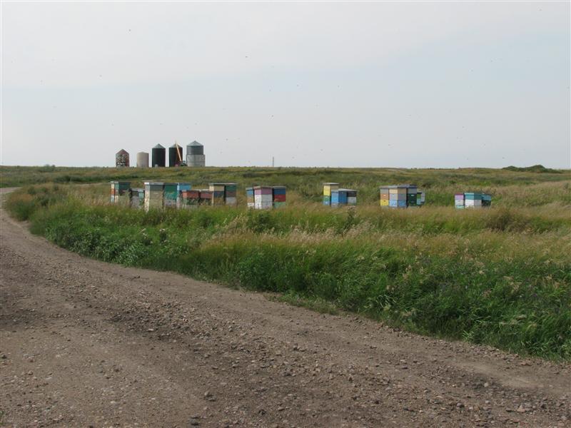 Beehives we passed along the way to and from the confluence.