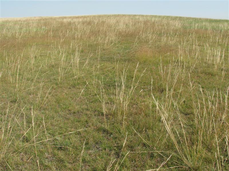 View North up a rise in the land