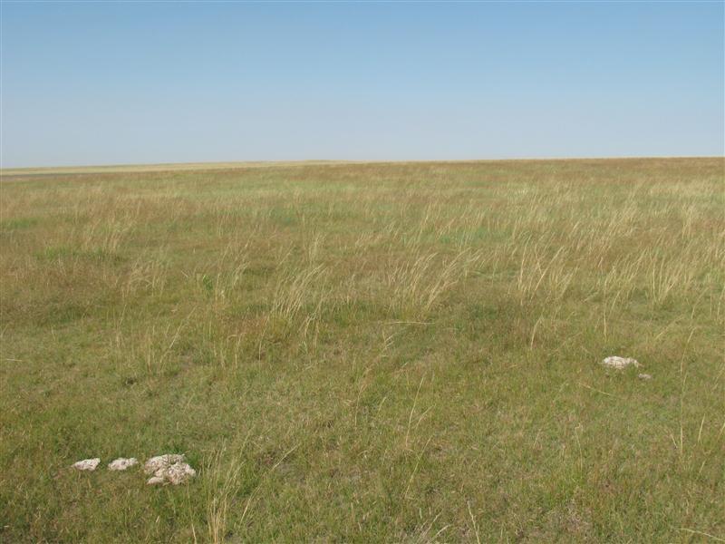 The view West with cow patties in the foreground.