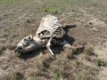 #7: Cow carcass found 150 m East of the confluence.