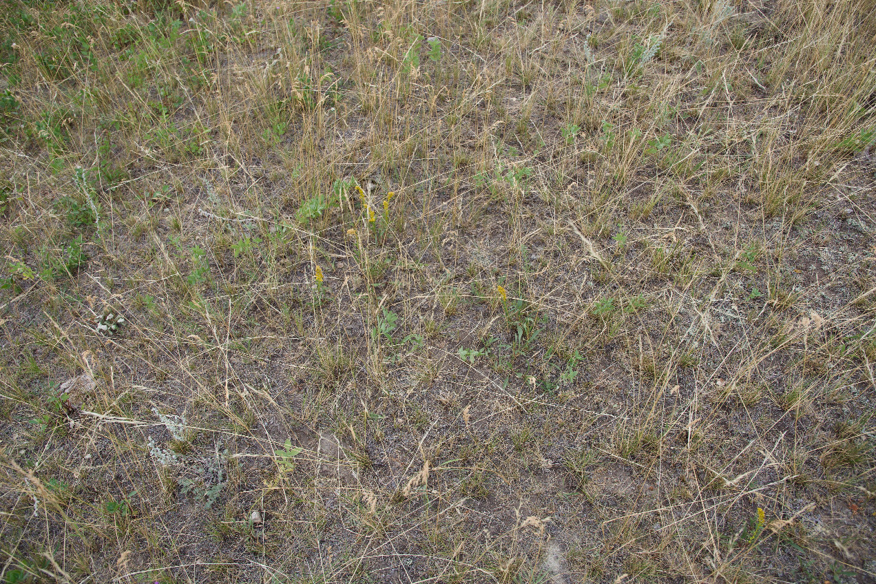 Ground cover at the confluence point