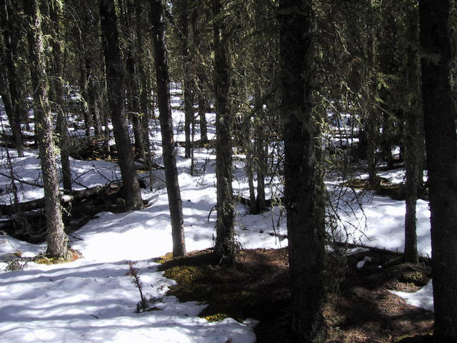 Picture of the forest from the Confluence "spot"