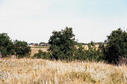 #3: The view north includes a grainfield and a farmyard.