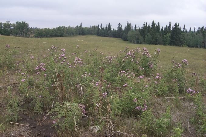 The view north from the top of the hill shown in picture #2.