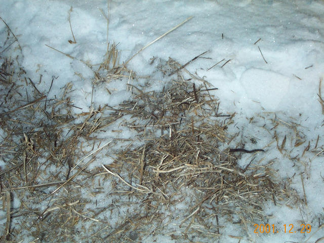 Canola Stubble