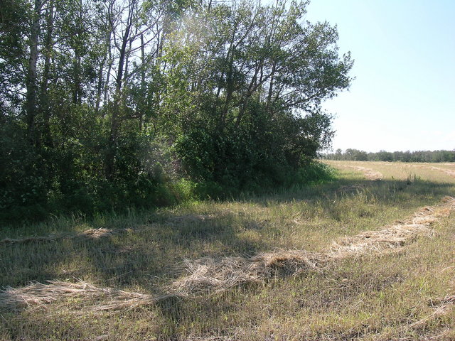 Looking south from the confluence.