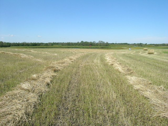 Looking west from the confluence.