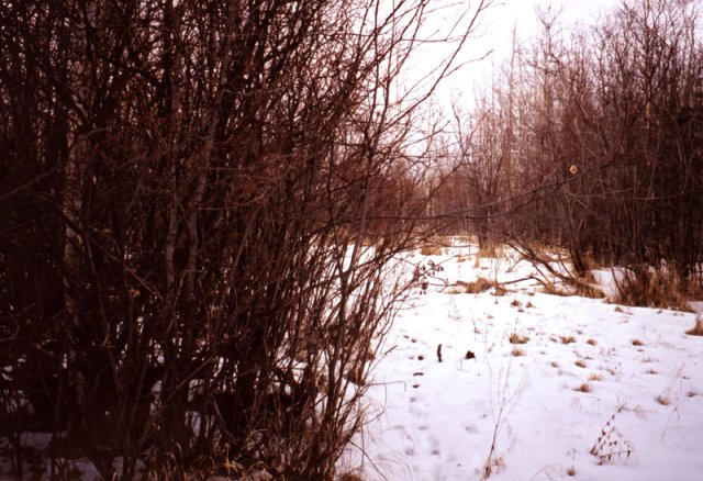 From the confluence, looking north.