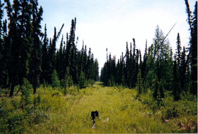 View east along cutline on the 53rd parallel.