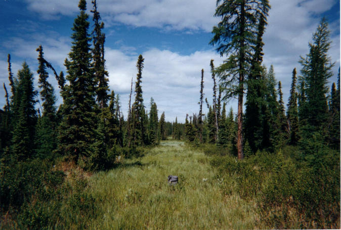 View west along cutline.