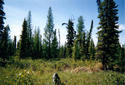 #3: View south. The lighter green trees are Tamarack Larch