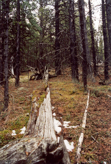 Looking east (uphill).  The confluence is just to the right of the fallen tree's base.