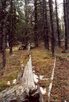 #1: Looking east (uphill).  The confluence is just to the right of the fallen tree's base.