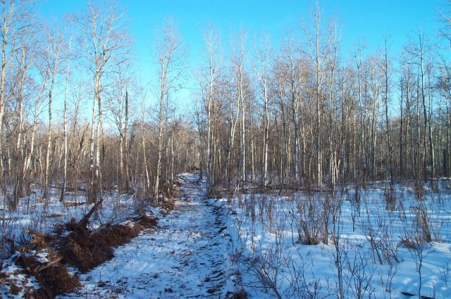 Looking east along the seismic line.