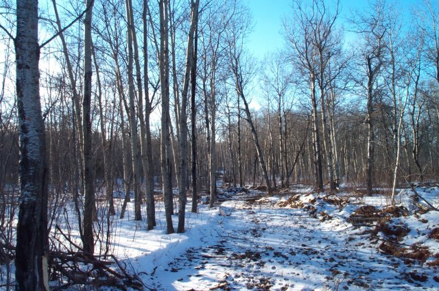 Looking west along the seismic line.