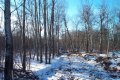 #4: Looking west along the seismic line.