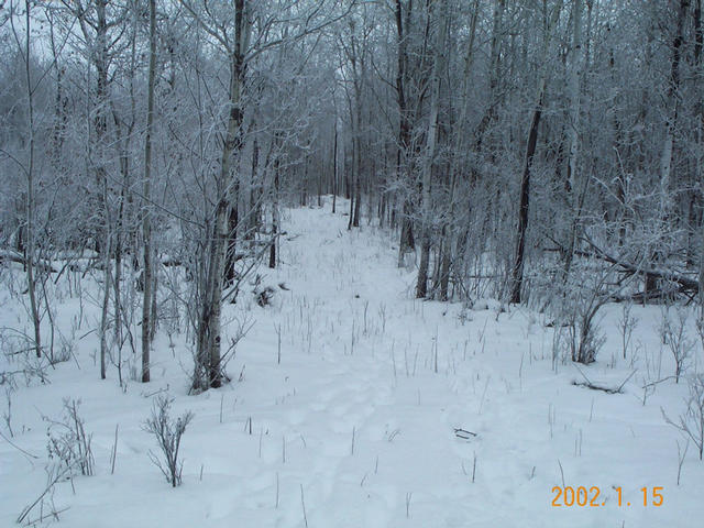 Looking east down the cutline.