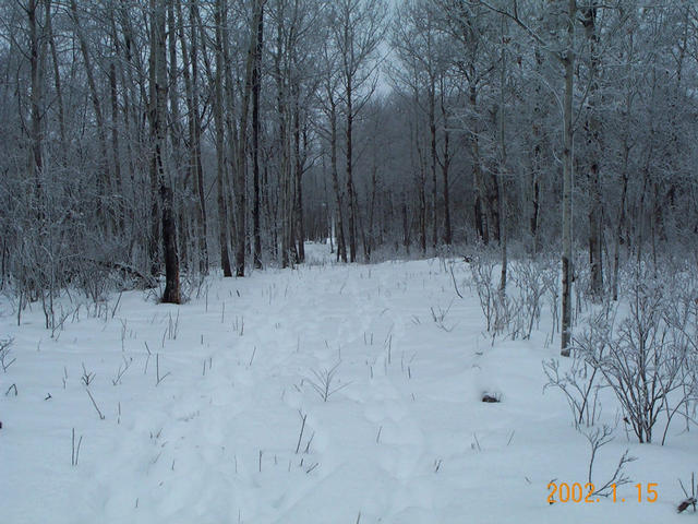 Looking west down the cutline.