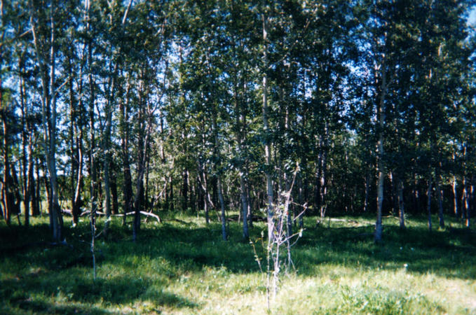 View of the poplar hedgerow south of the confluence.