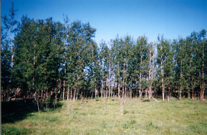 View west of the hedgerow bodering the road allowance.