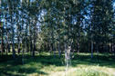 #3: View of the poplar hedgerow south of the confluence.