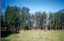 #5: View west of the hedgerow bodering the road allowance.