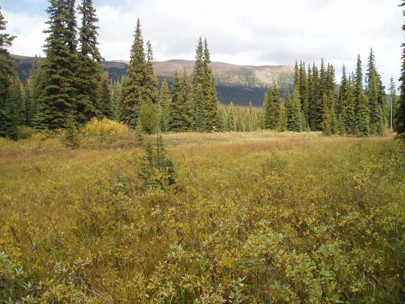 Musket meadow