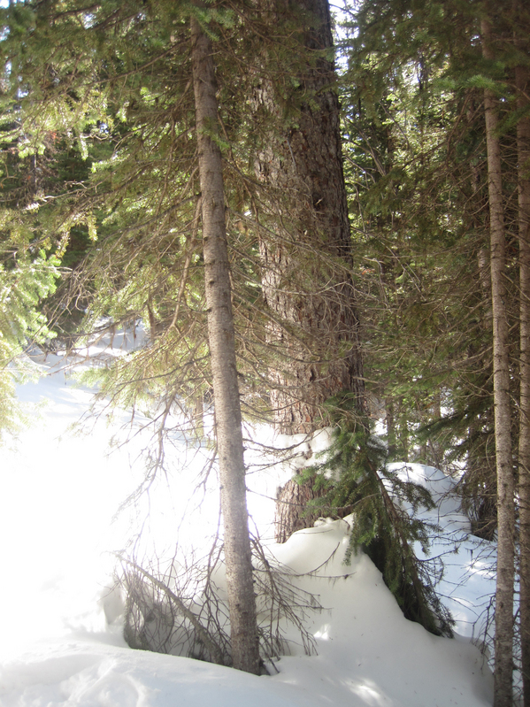 The confluence appeared on the GPS just to the left of the trees