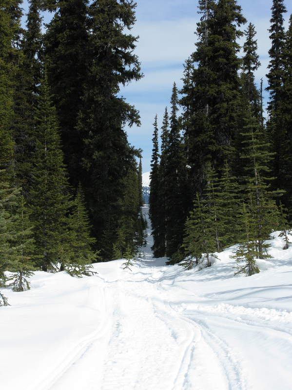 The trapline trail used to access the confluence area (with permission of course)