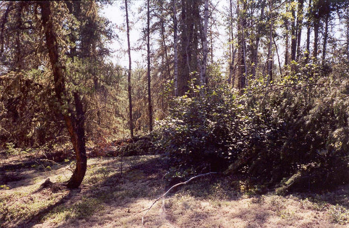 View facing east, showing more destruction