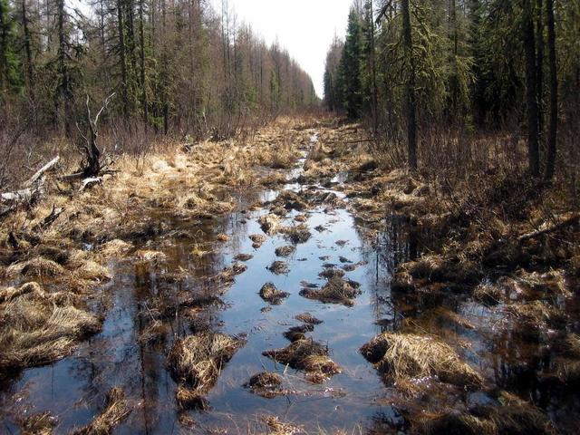 A typical section of the cutline used to access the point