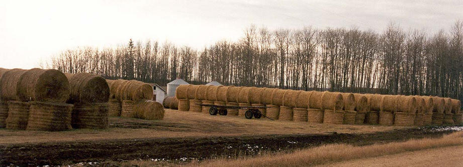 Hay bales 860 meters from the confluence