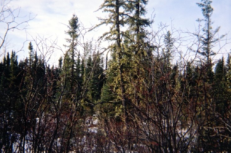 (Magnetic) West View from Confluence