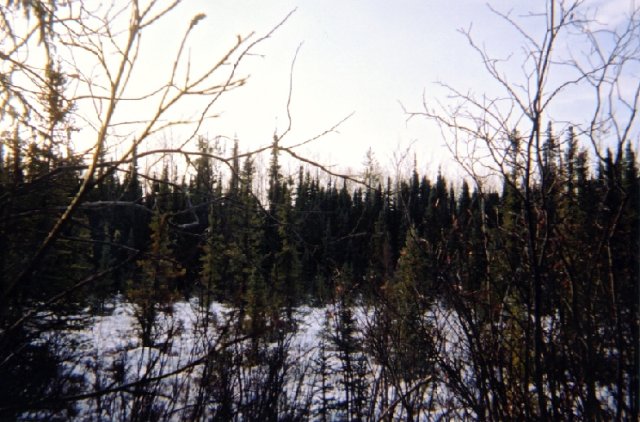 (Magnetic) South View from Confluence