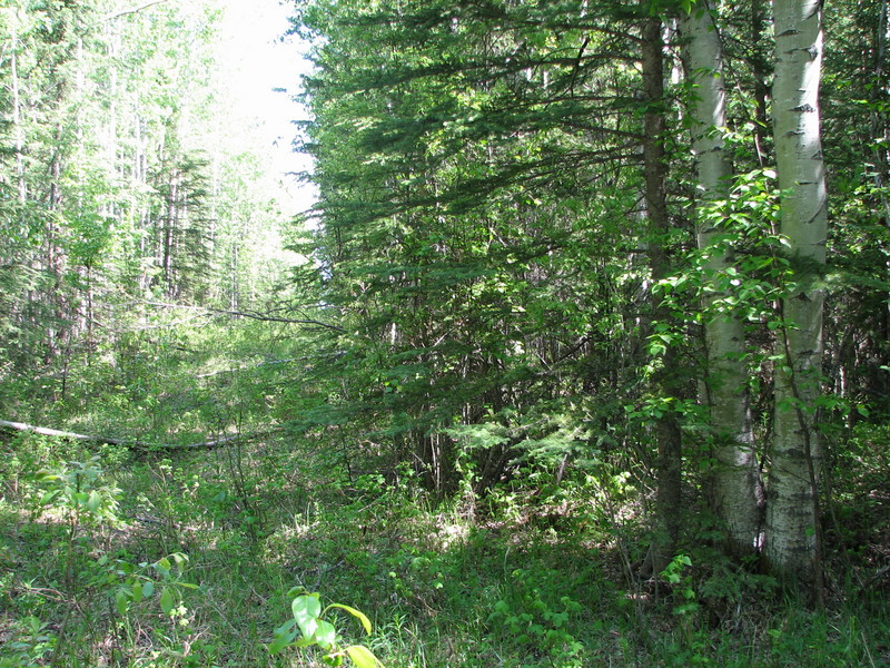 General view of the confluence area.  The exact spot is probably about 20 meters into the trees on the right.