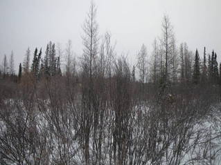 #1: View of the confluence, looking east.