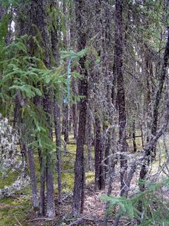 #1: String indicates location of confluence (facing east northeast).