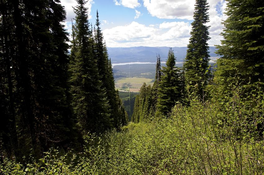 Looking westward along the US-Canada border at [48.99983,-115.00000] - 20 meters south of the degree confluence point