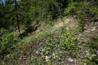 #1: The confluence point lies in a small clearing on a steep west-facing hillside, just north of the international border