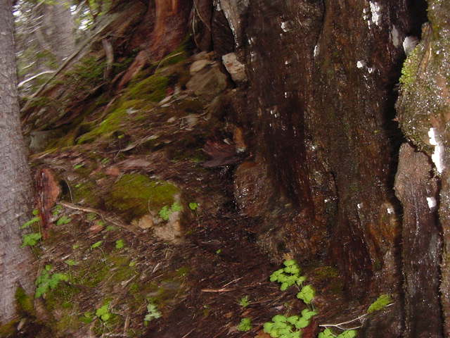 View to west along cliff into rough terrain