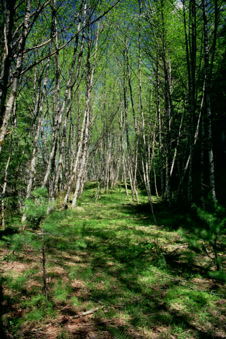 A scenic spot on the old logging road