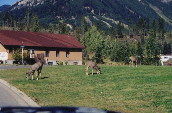 Wildlife in Elkford