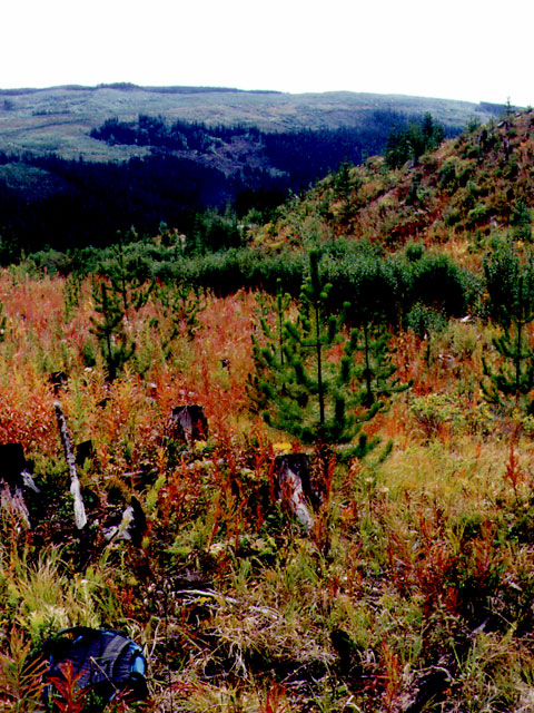 View to the South, from the confluence