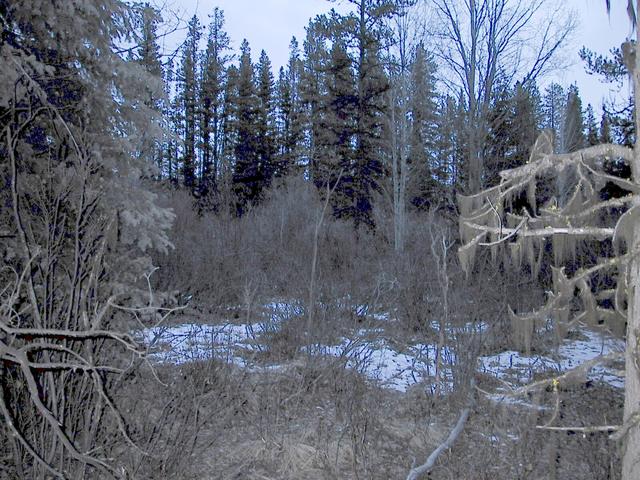 Looking North East from the Confluence