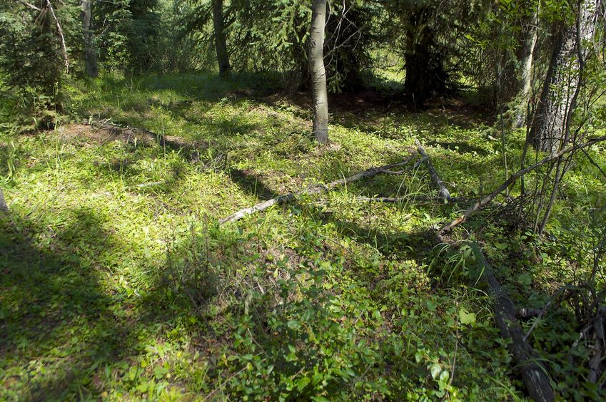 The confluence point lies in slightly boggy forest land