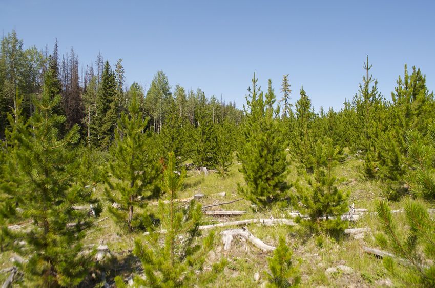 A patch of recently-cleared forest, en route to the confluence point