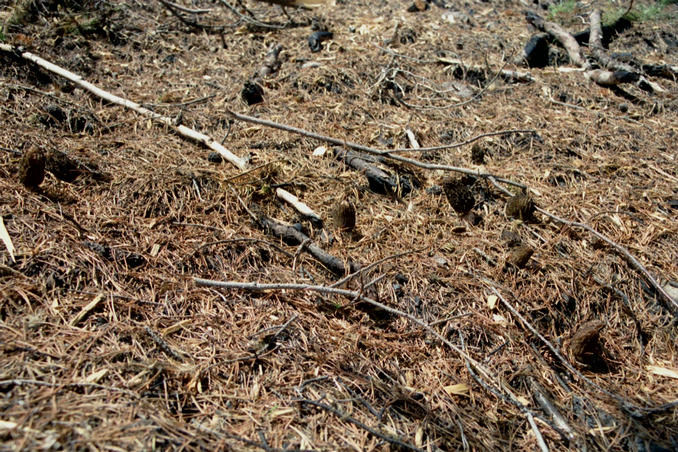 Morels from earlier in the day