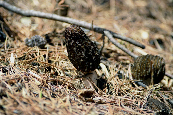 Morel close-up