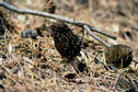 #4: Morel close-up