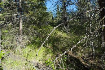 #1: The confluence point lies on this hillside in a thinly-spaced pine forest.  (The hillside slopes upwards towards the East, so this is also a view to the East.)